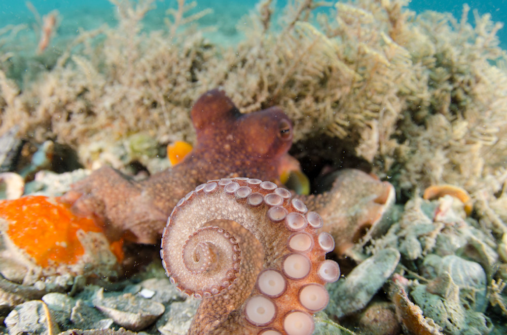 Octopus suction cups 4