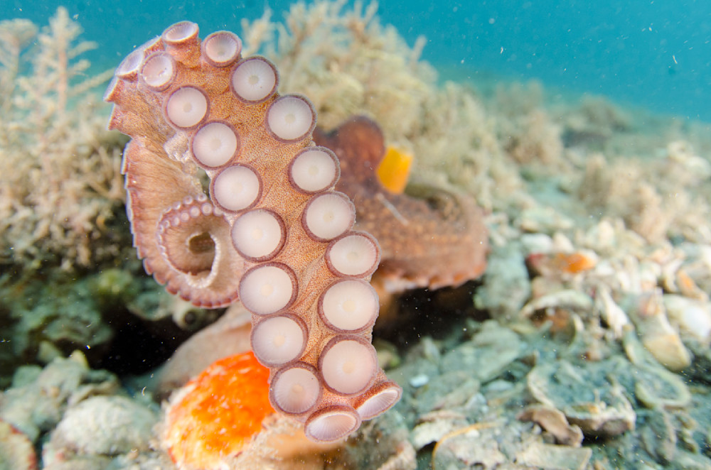 Octopus Suction Cups 2