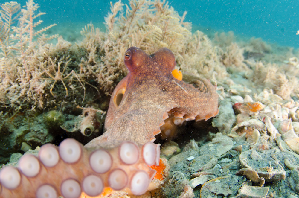 octopus suction cups 1