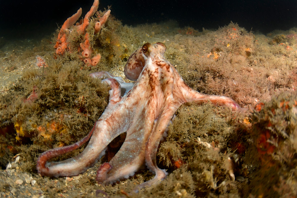 Octopus posing at night