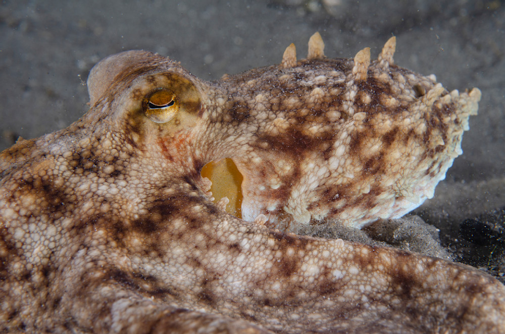 Octopus close-up and eye shot