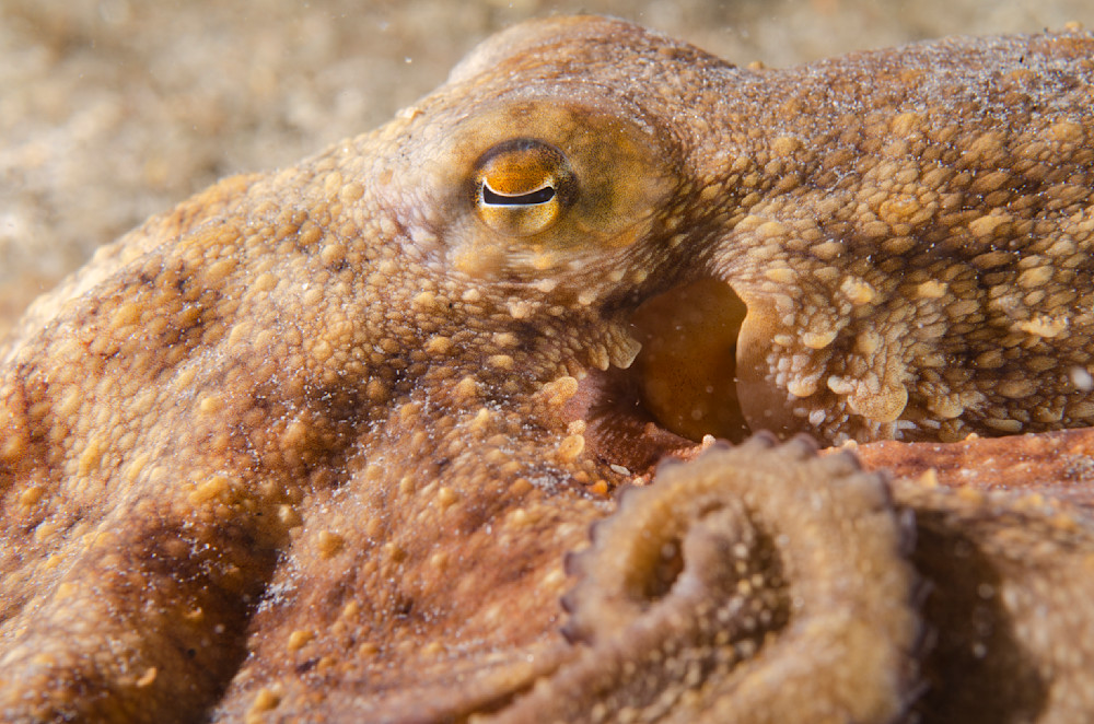 Octopus up close