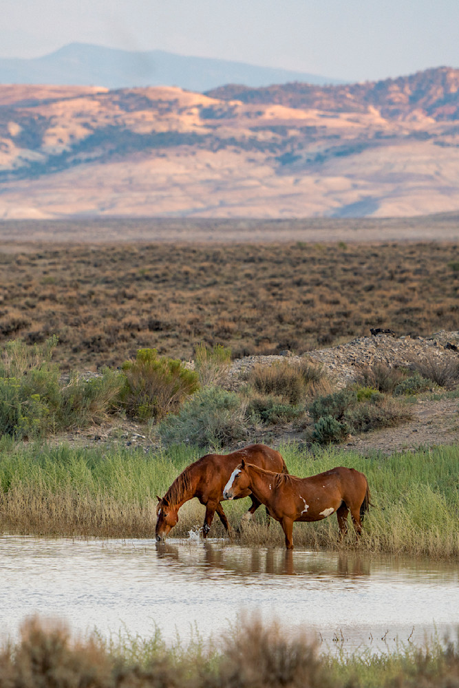 1462 Wild Mustangs Sand Wash Basin Photography Art | Cunningham Gallery