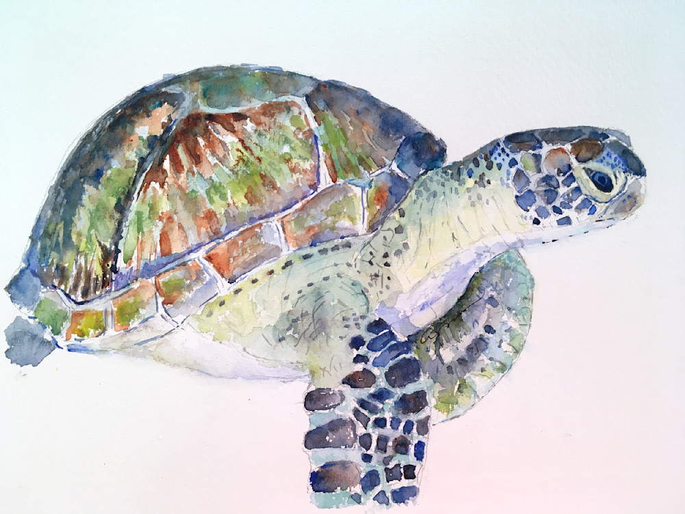Sea Turtle 18 Watercolor Print | Claudia Hafner Watercolor