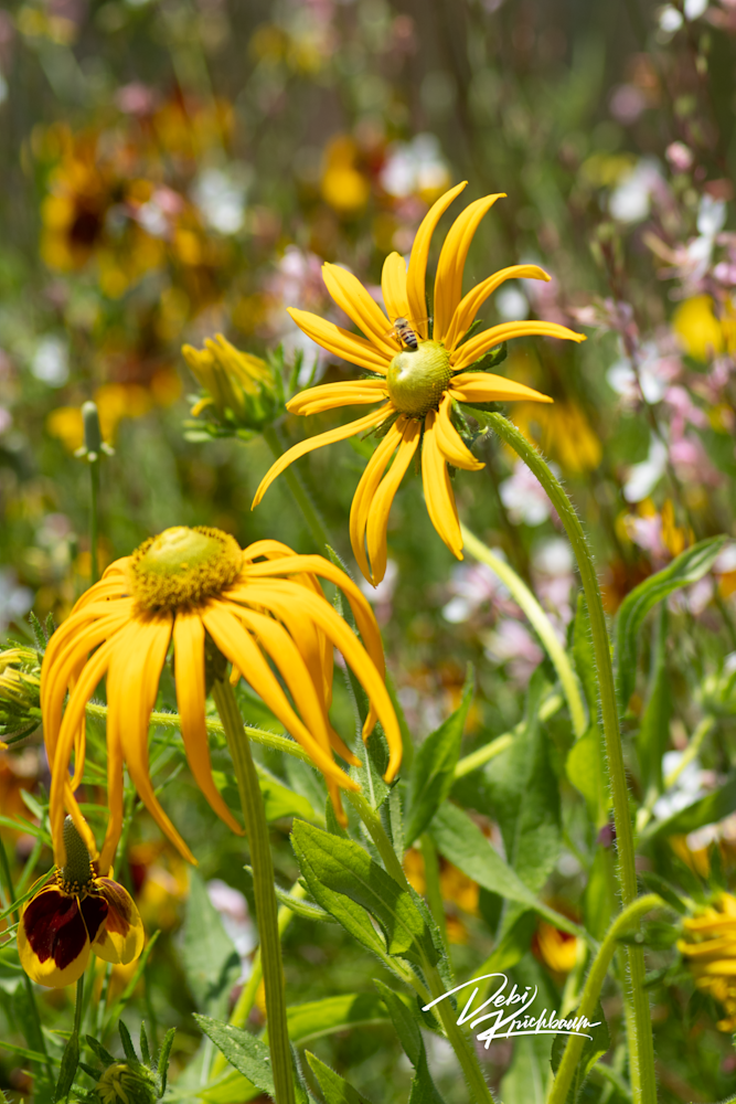 Nature Series Bee And Flowers Art | Whiskers and Waggers