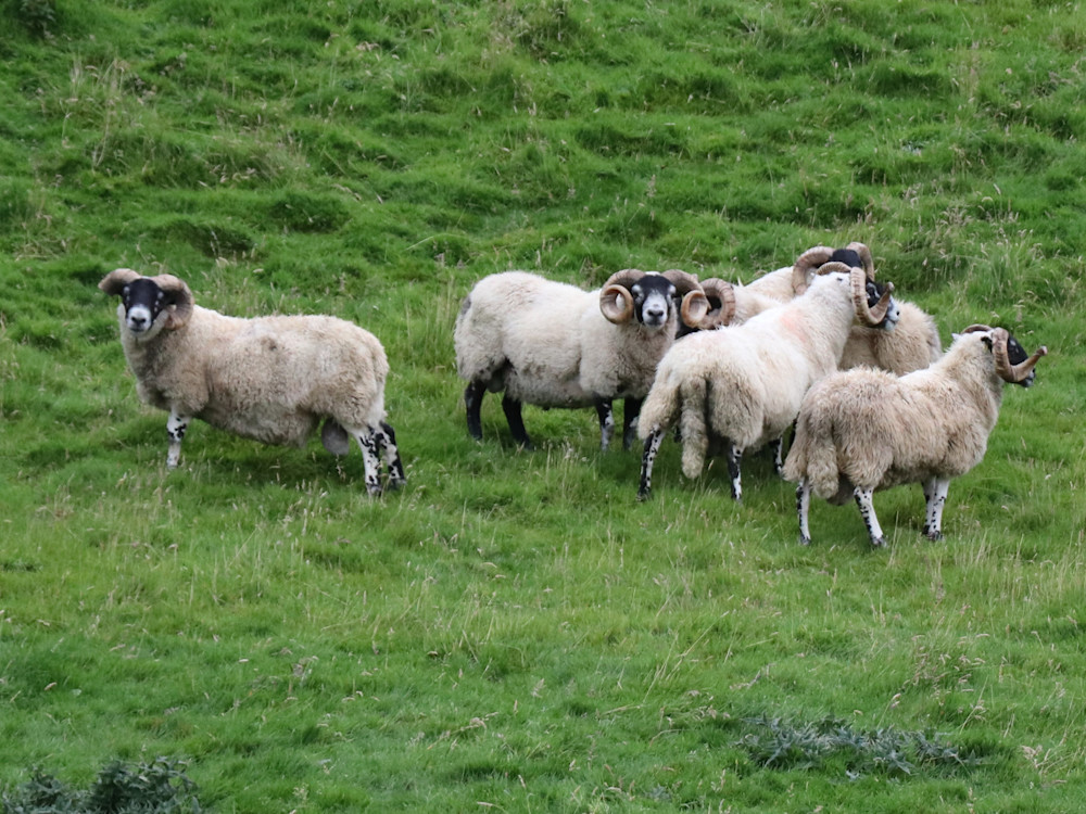 Scotland   Highland Sheep   Balmoral Photography Art | Owl Coast Creative