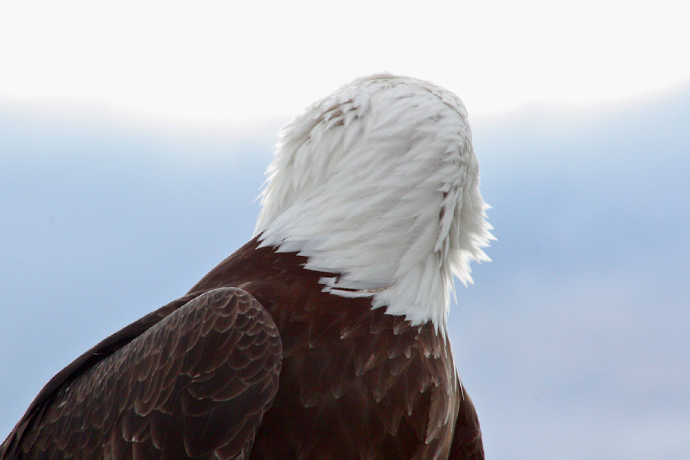Hindsight, Bald Eagle; shop prints / Susan Rangitsch Photography