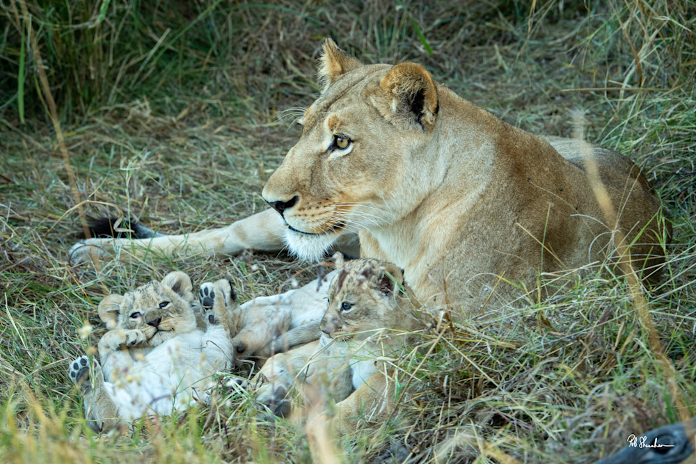 Lioness, lion cubs