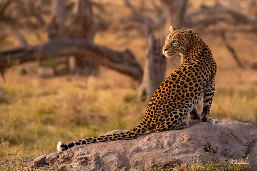 Leopard On Rock Photography Art | ROB SHANAHAN MEDIA LLC