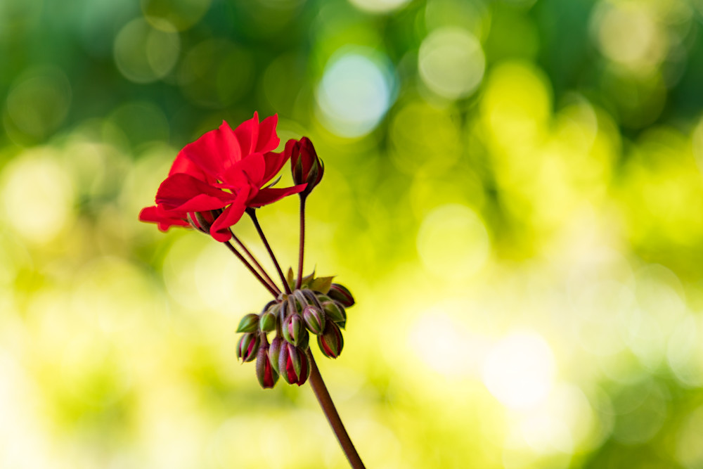 Geranium Blossoms 1 Photography Art | LightSea Images LLC