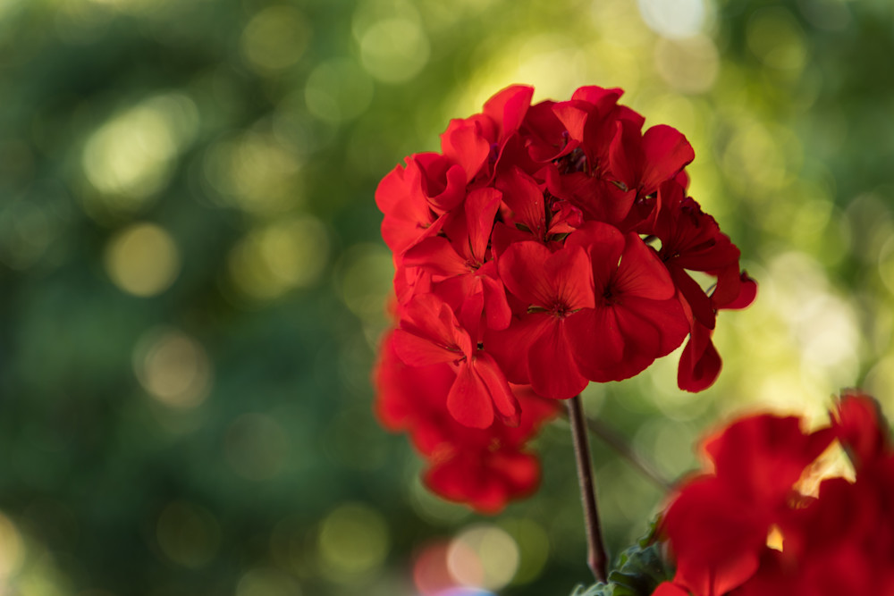 Geranium Blossoms 3 Photography Art | LightSea Images LLC