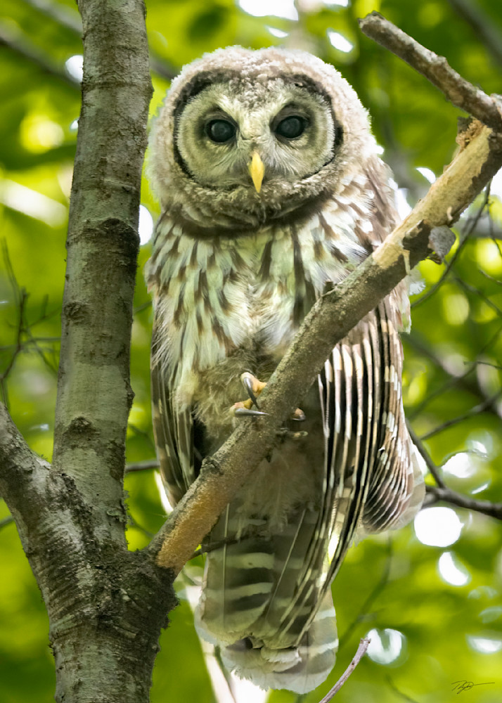 Barred Owl Watches From Canopy Print