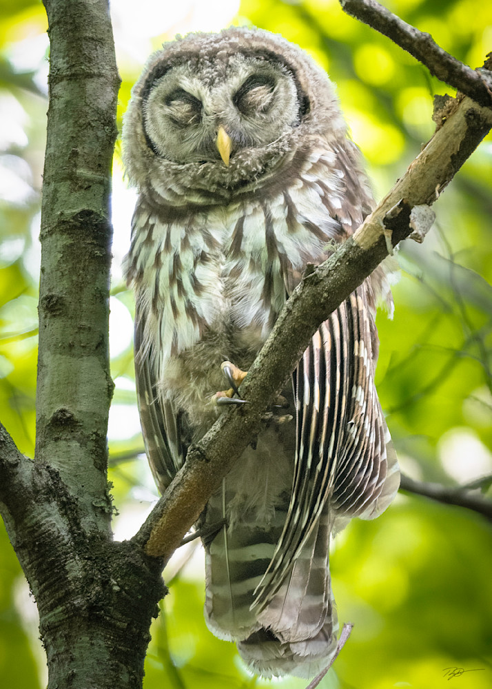 Barred Owl Sleeps In The Forest Print
