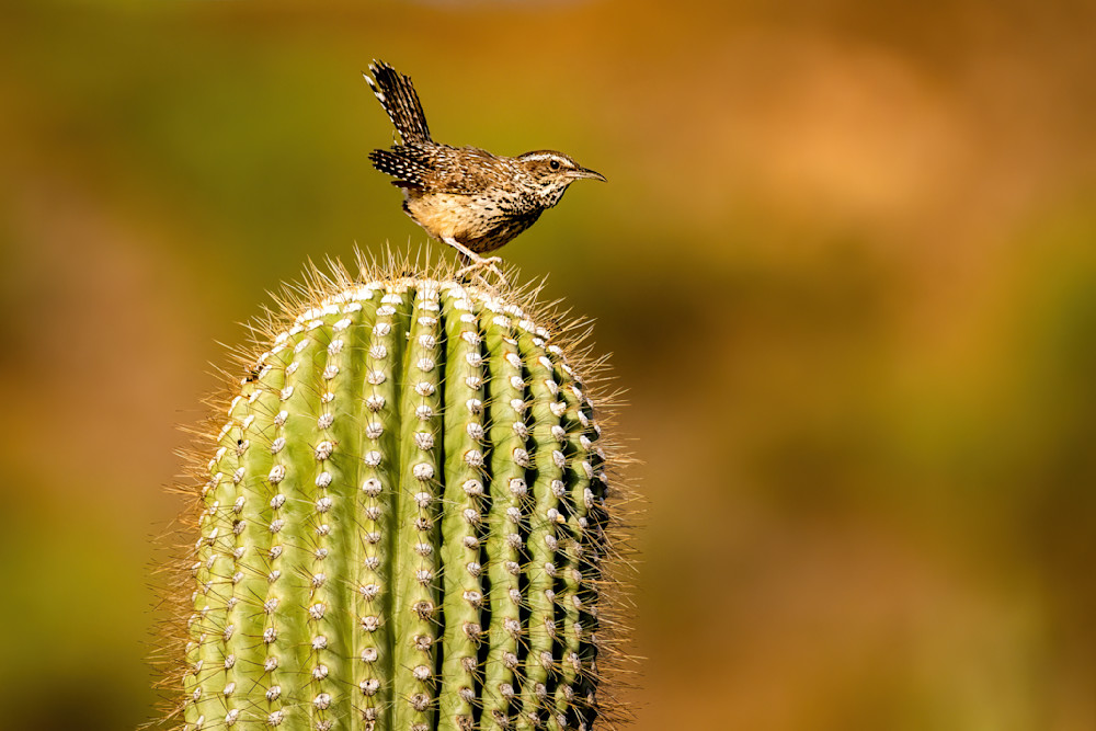 Spiky? What Is Spiky? Photography Art | davehatton
