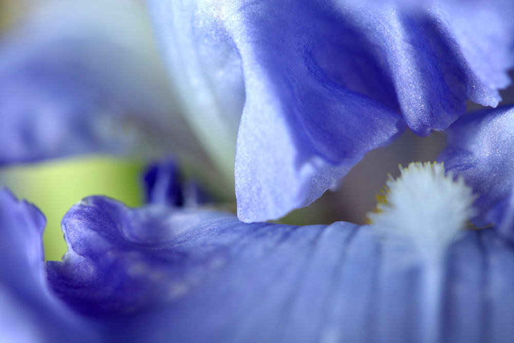 Blue Iris; shop macro prints / Susan Rangitsch Photography
