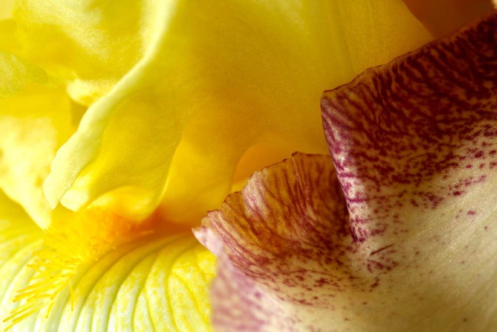 Iris flower; shop macro photos / Susan Rangitsch Photography