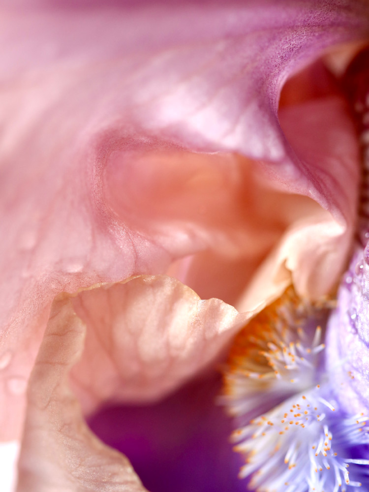 Iris, Secrets; shop macro floral prints / Susan Rangitsch Photography