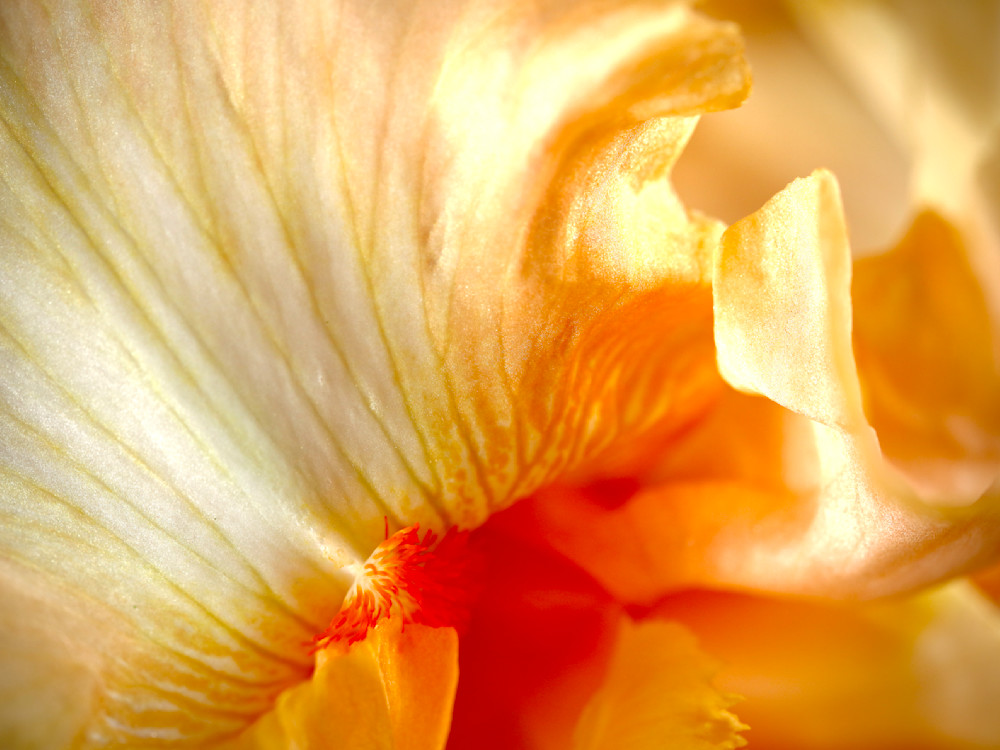 Iris, Reveal; shop macro floral prints / Susan Rangitsch Photography