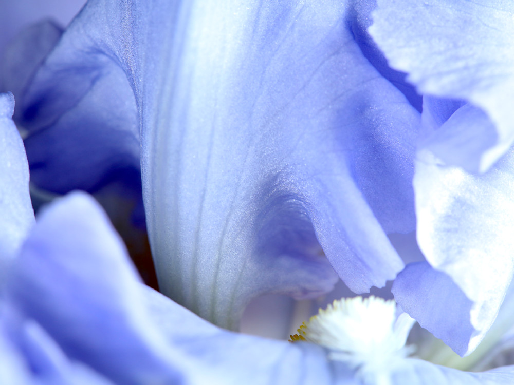Iris, Blue Hope; shop macro prints, Susan Rangitsch Photography