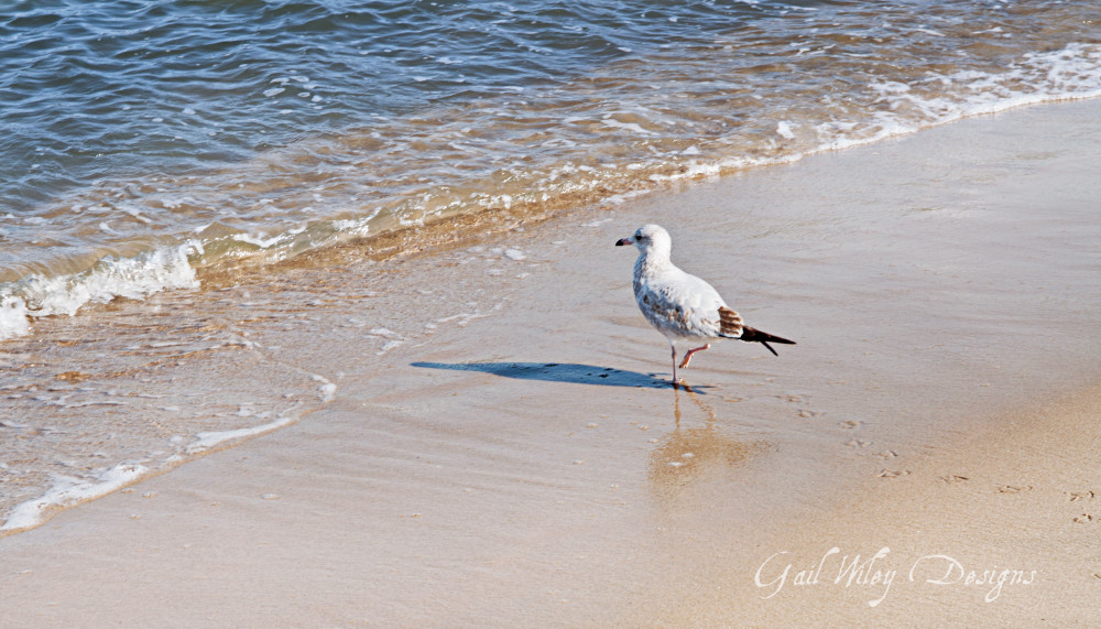 Gull On The Beach Photography Art | Gail Wiley Thompson Photography