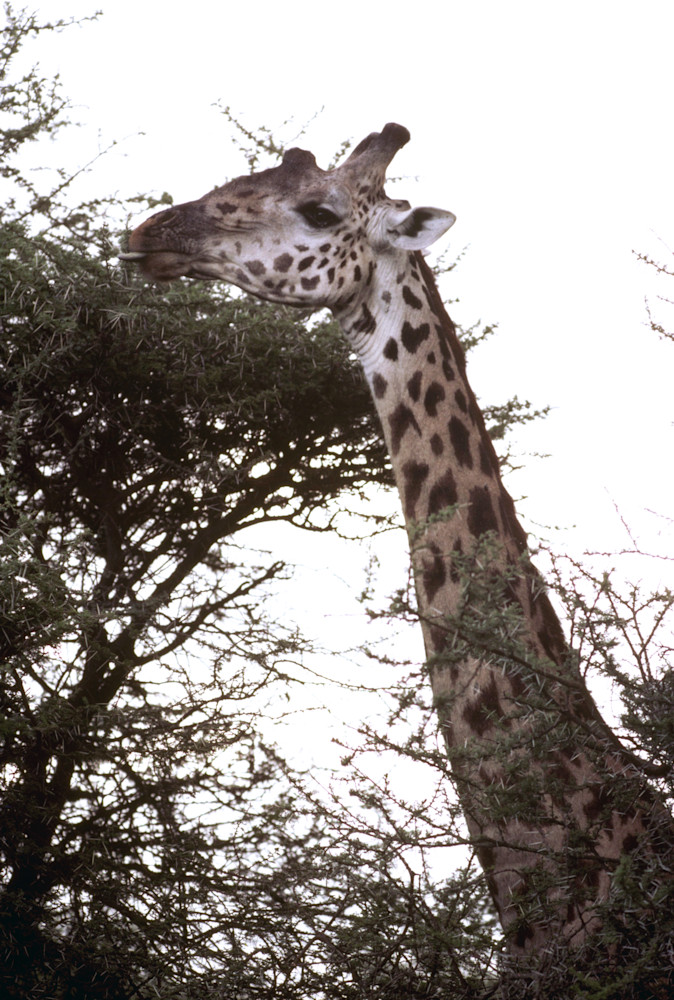 Giraffe Eating 001 Photography Art | John Wolf Photo