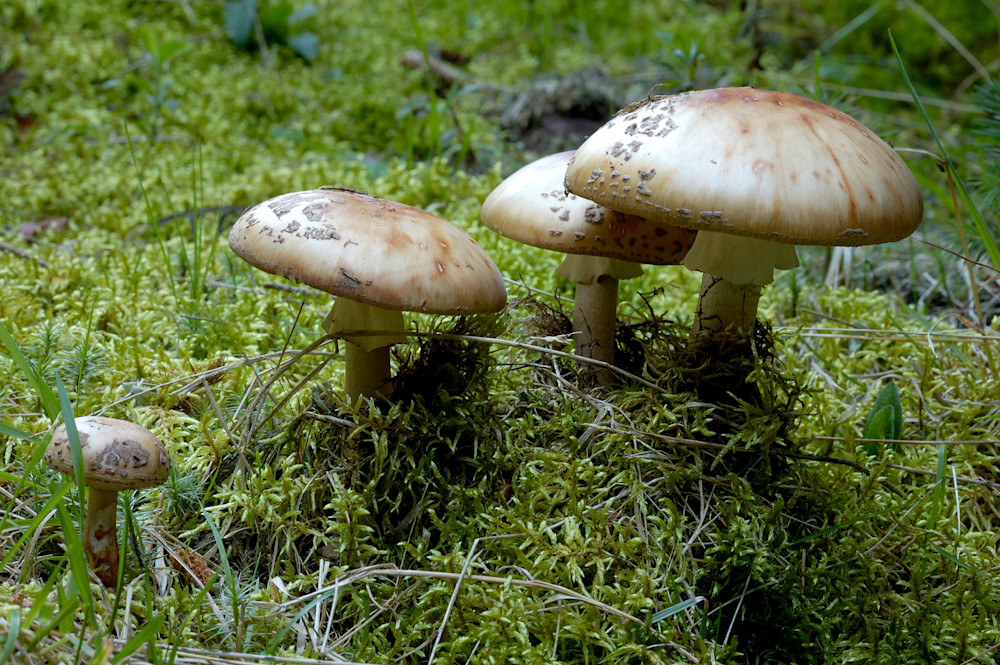 Mushrooms 08 196 Photography Art | John Wolf Photo