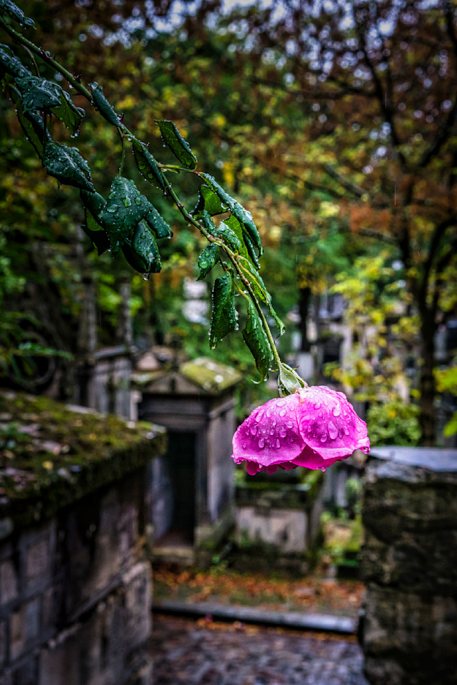 Pere La Chaise Rose2 Photography Art | Patricia Claire Photography