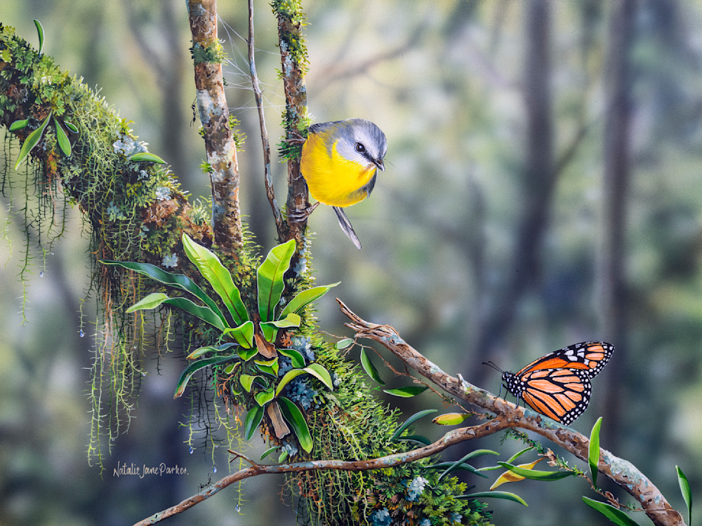 Eastern Yellow Robin (Eopsaltria australis) and Wanderer Butterfly (Danaus plexippus) Australian Wildlife Art by Natalie Jane Parker