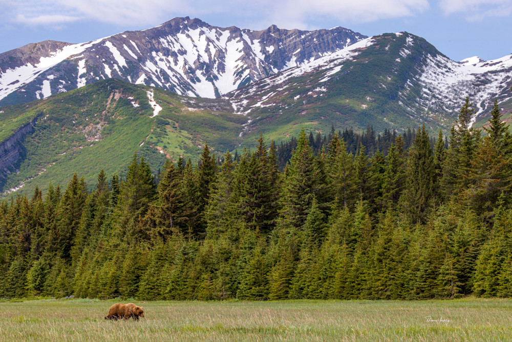 Mountain Landscape With Brown Bear Photography Art | Thomas Yackley Fine Art Photography
