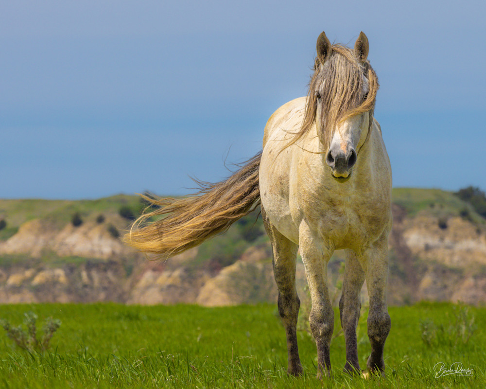 Stallion in the North Dakota Badlands