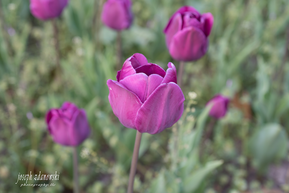 Purple Tulip Photography Art | Joseph Zdanowski Photography