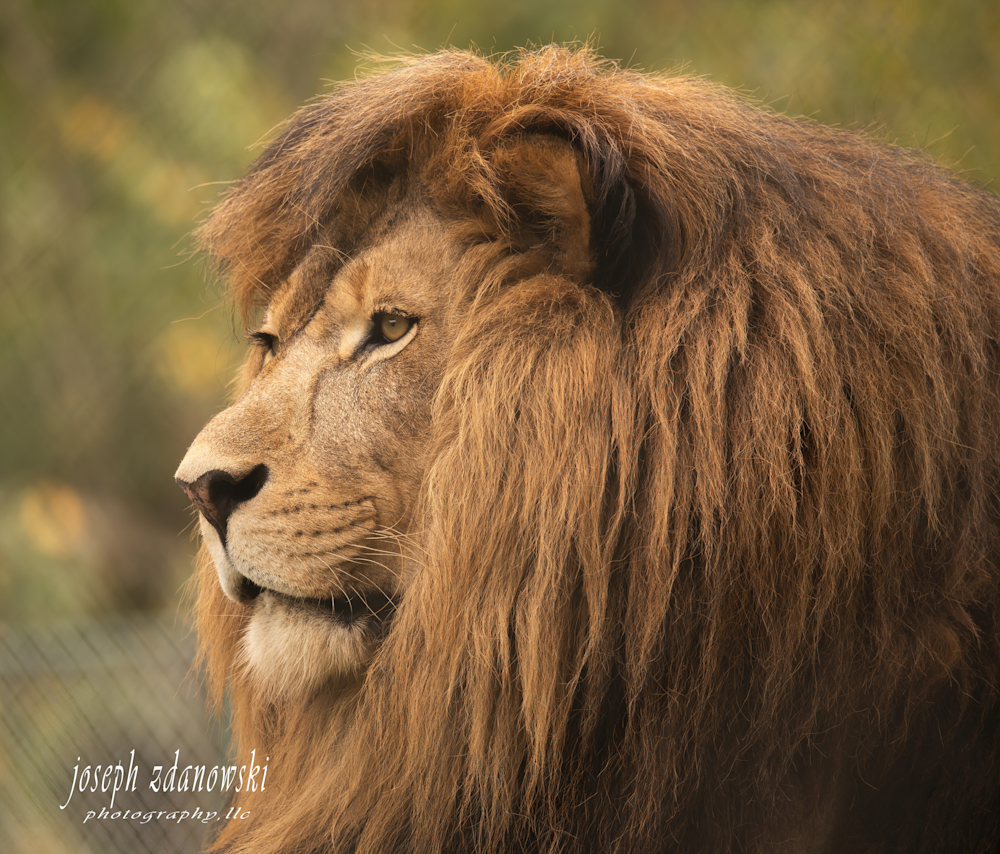 Caged Lion Photography Art | Joseph Zdanowski Photography