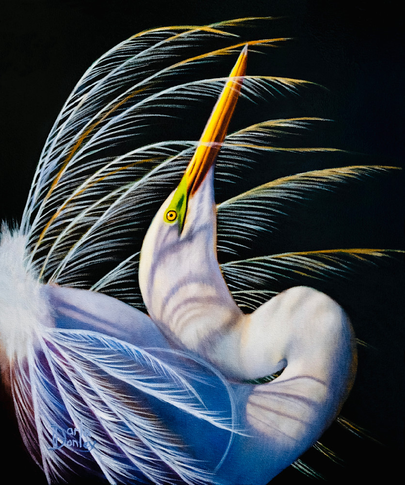 Egret   Showing Off Art | darladonleyart