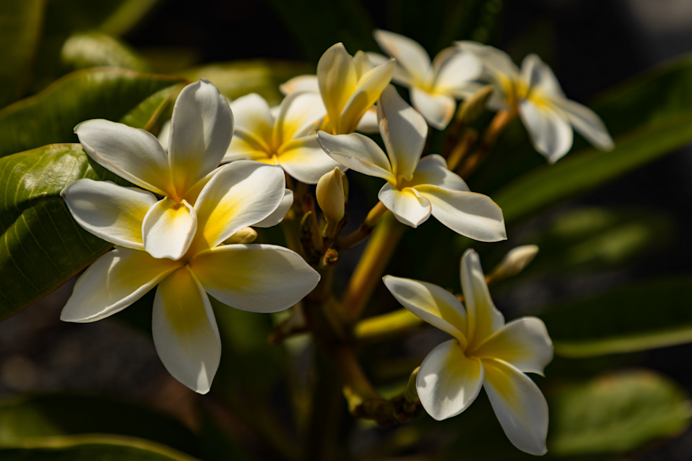 Fragrant Yellow Plumeria 3 Photography Art | LightSea Images LLC