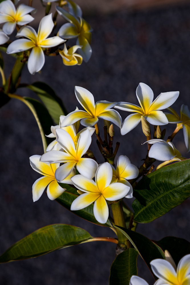 Fragrant Yellow Plumeria 2 Photography Art | LightSea Images LLC