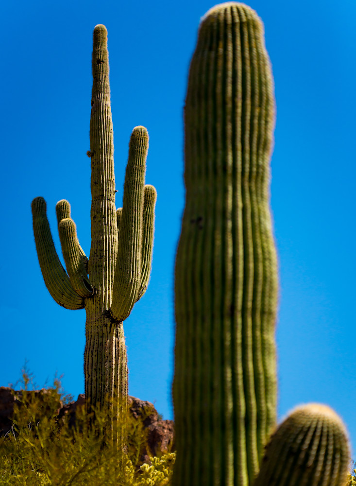 Arizona Suguaros 3 Photography Art | Eric Reed Photography
