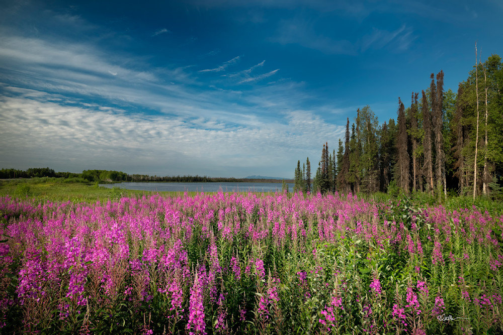 Fireweed along Parks Highway