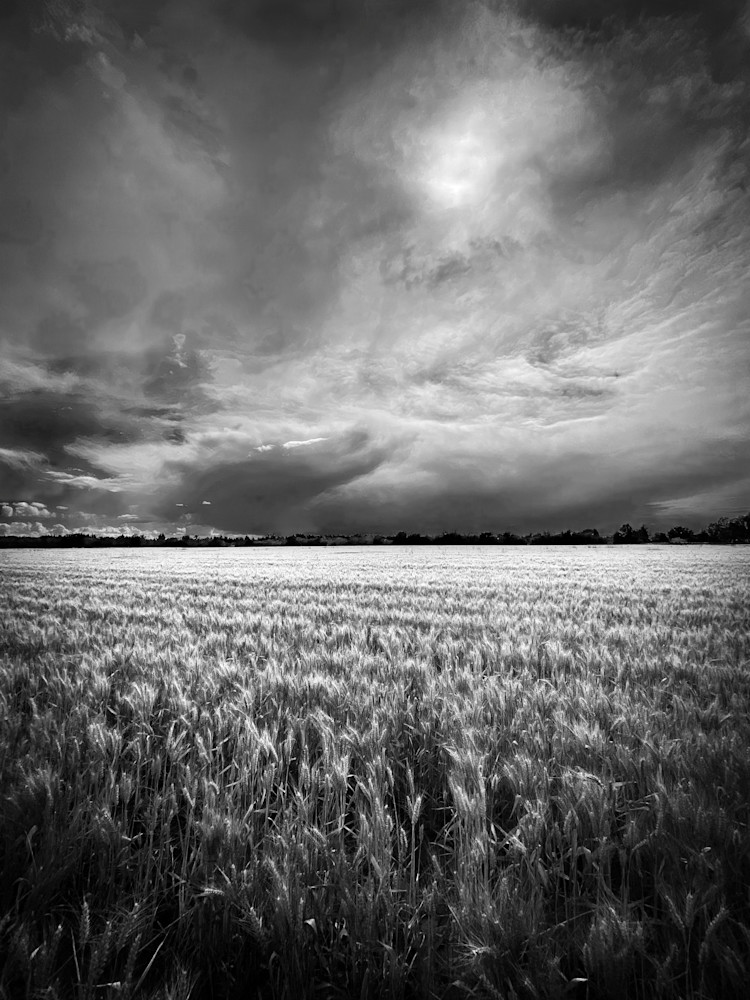 The sun burns through scattered storm clouds above a winter wheat field in Yolo County, California.