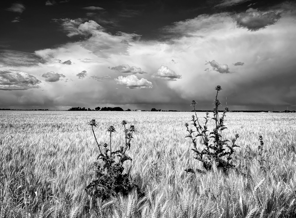 Two thistles grow along the edge of a winter wheat field as storm clouds pass through Yolo County, California.
