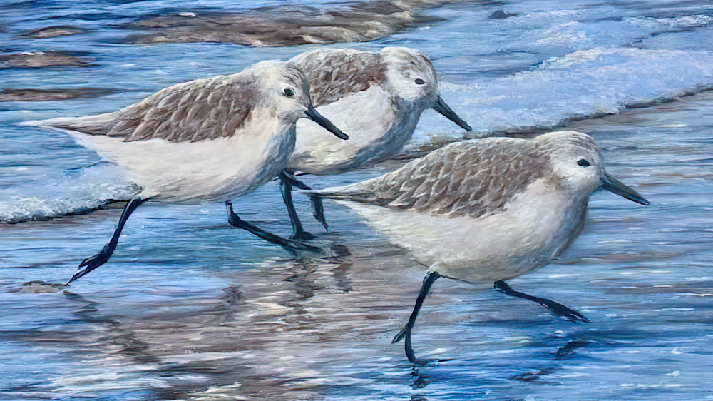 Frolicin Sandpipers Original Painting by Joseph Cantin