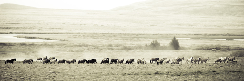 Long Icelandic Herd
