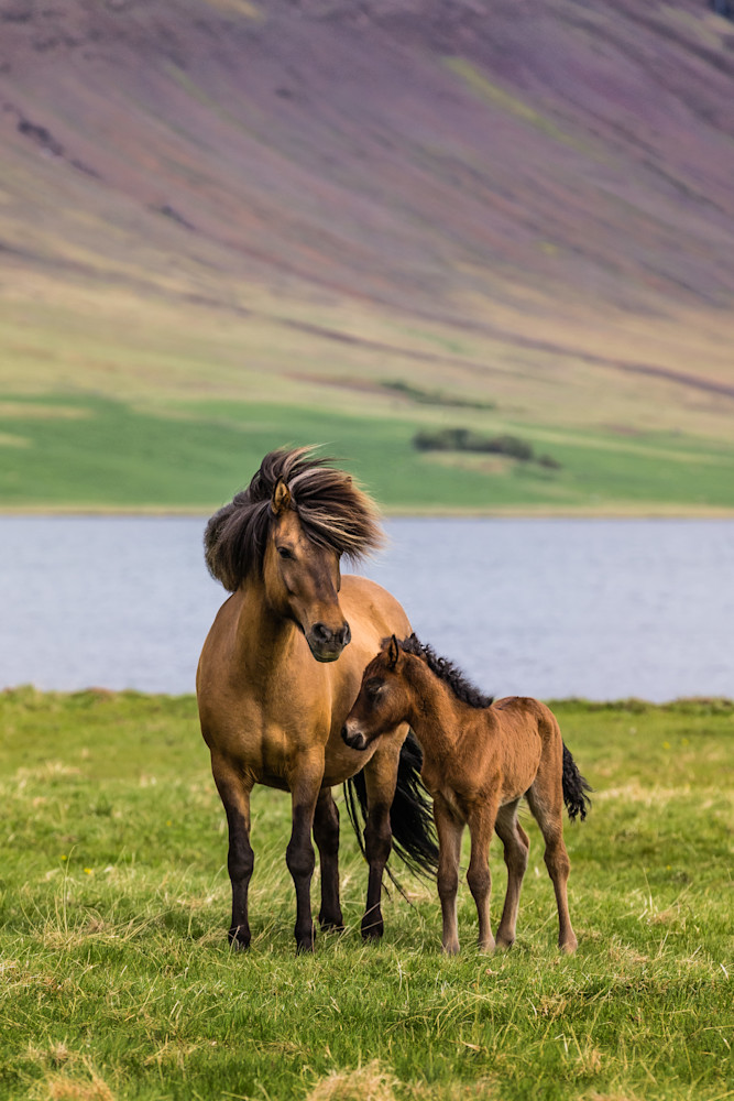 Icelandic Mare and Foal