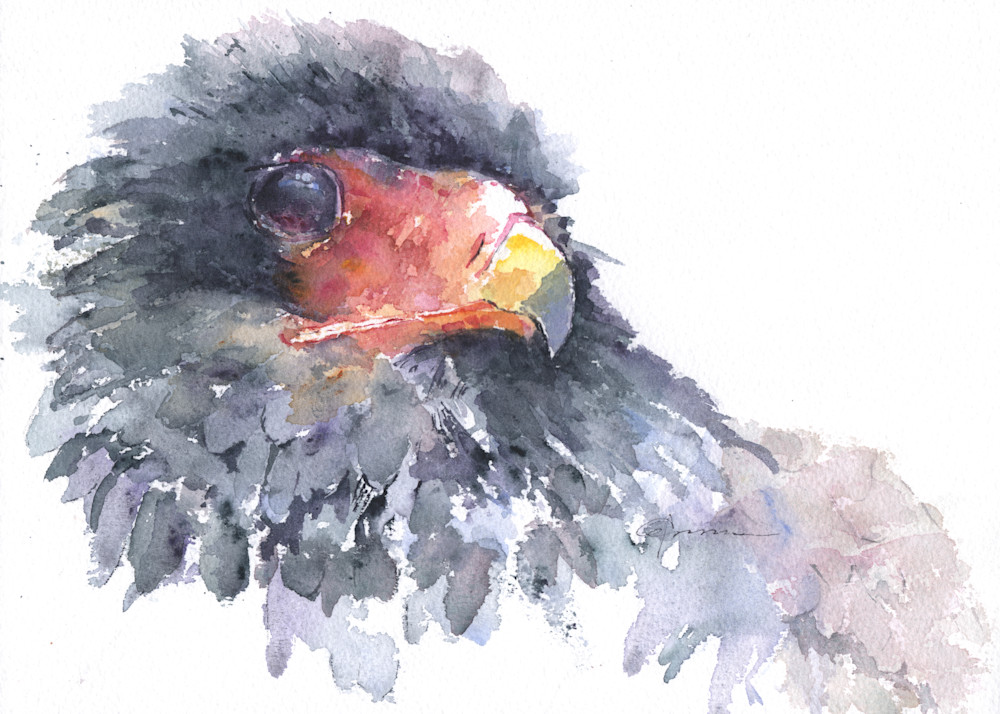 Bateleur Eagle Art | Claudia Hafner Watercolor