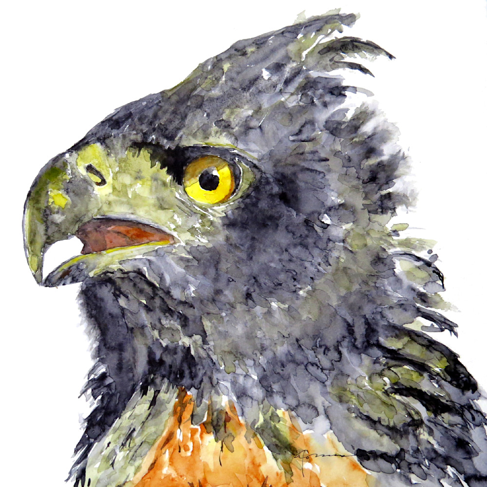 Black And Chestnut Eagle Art | Claudia Hafner Watercolor