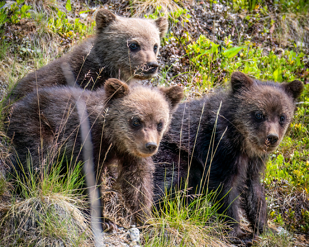 Baby Bears!  Photography Art | Dick Nagel Photography