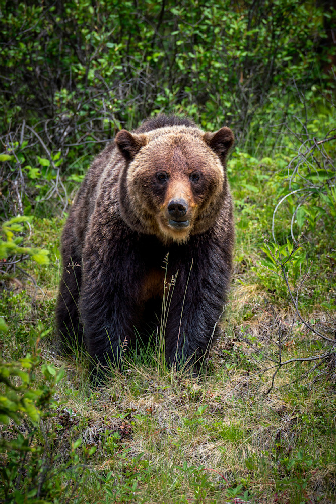 The Grizzly Stare Photography Art | Dick Nagel Photography