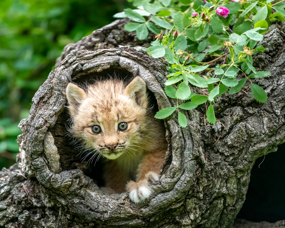 Baby Lynx Peeking Out Art | Terrie Gray Photography LLC