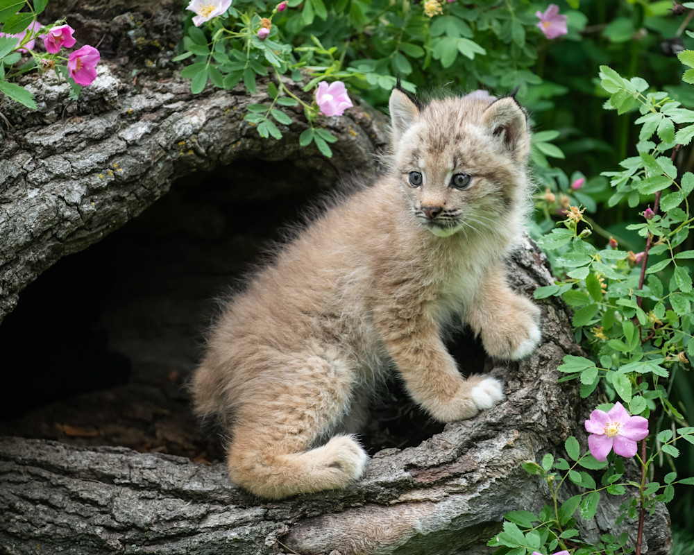 Baby Lynx Looking Back Photography Art | Terrie Gray Photography