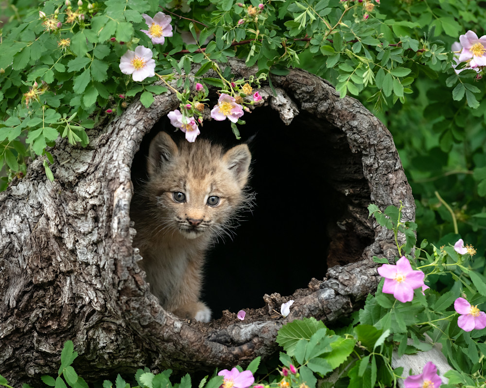 Baby Lynx In A Log Photography Art | Terrie Gray Photography