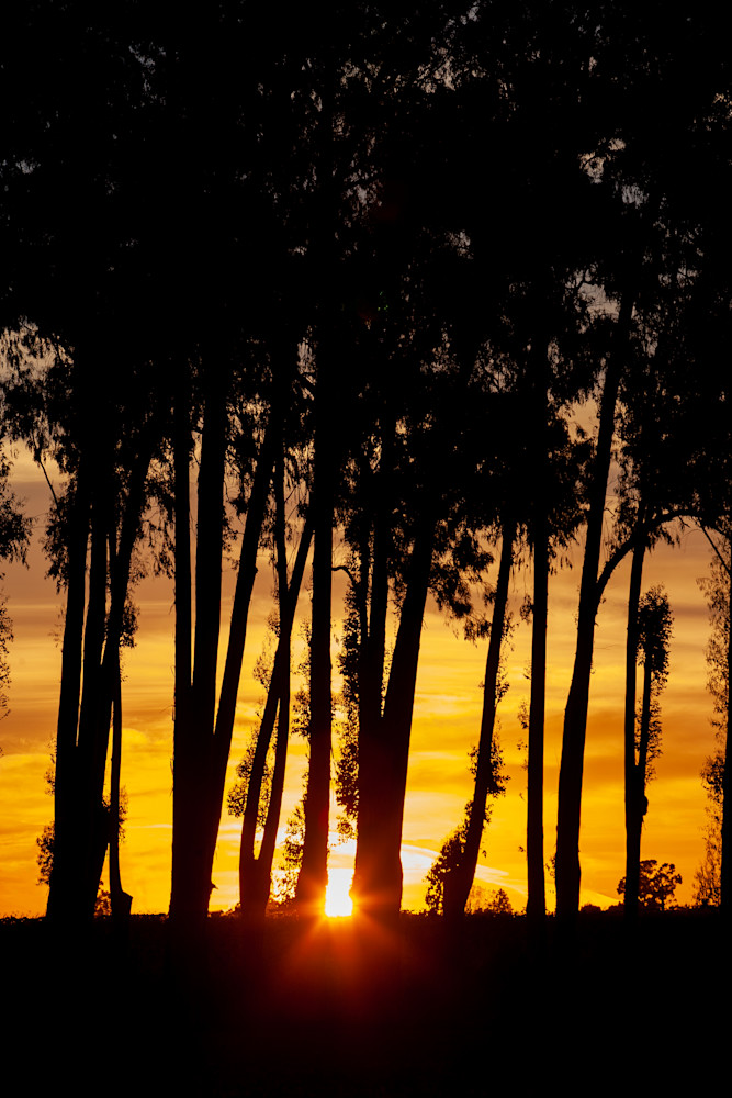 Sunset Beyond The Gum Trees Photo